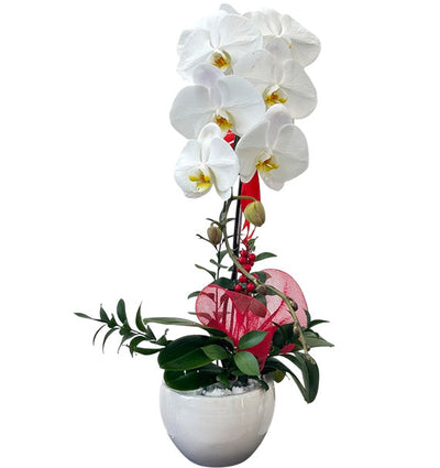 Potted Orchids For Mother's Day