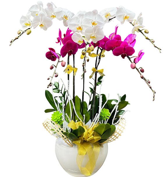 Potted Orchids For Womens Day Vietnam