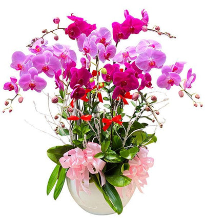 Potted Pink & Purple Orchid 07 Branches