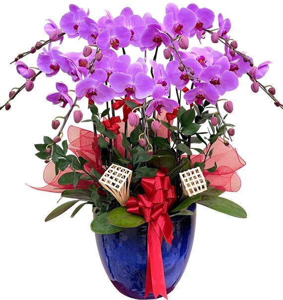 Potted Purple Orchid 08 Branches For Her Vietnam