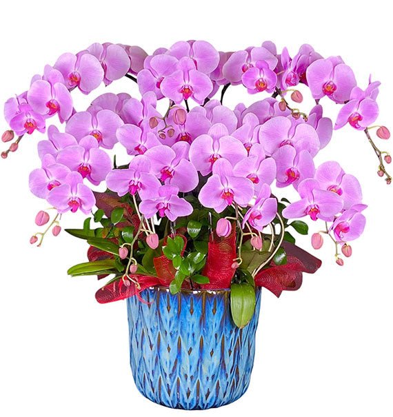 Potted Purple Orchid 08 Branches