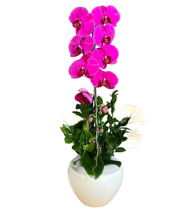 Potted Purple Orchids For Women's Day