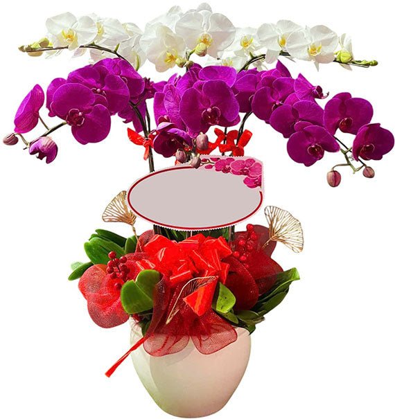 Potted White & Purple Orchid 06 Branches