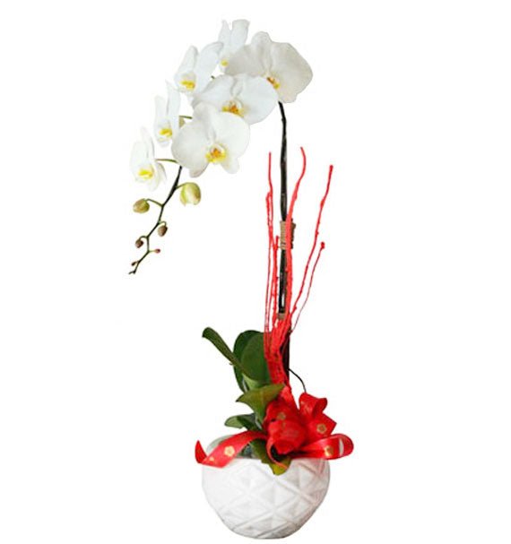 Potted White Orchid 01 Branch