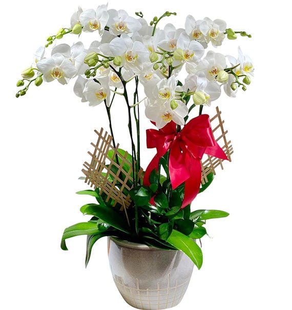 Potted White Orchid 06 Branches