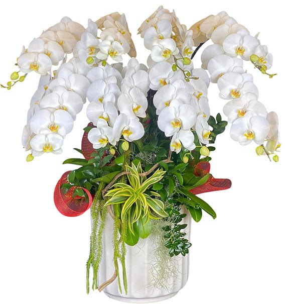 Potted White Orchid 08 Branches