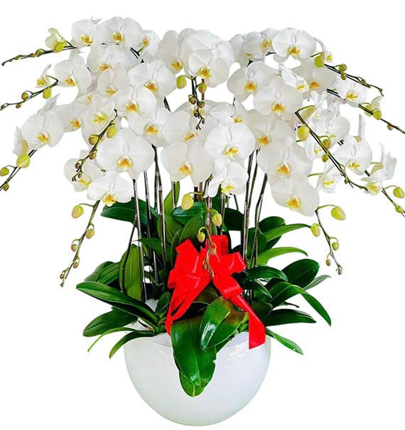 Potted White Orchid 12 Branches