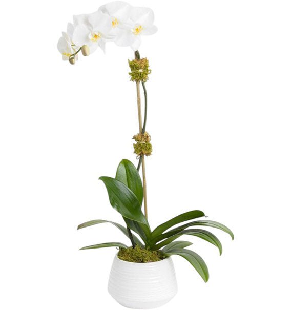 Potted White Orchids For Womens Day Vietnam