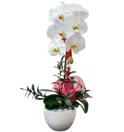 Potted White Orchids For Women's Day