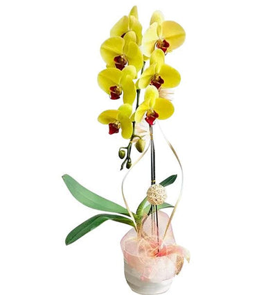 Potted Yellow Orchids For Women's Day