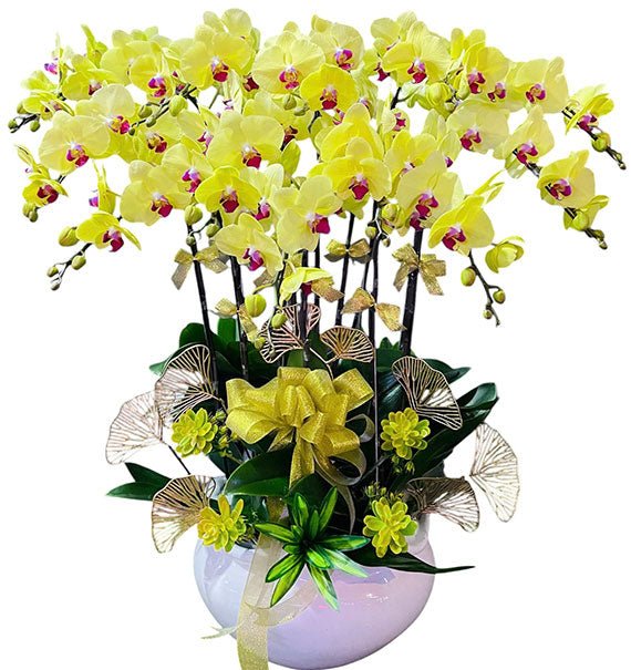 Potted Yellow Phalaenopsis Orchid For Her Vietnam