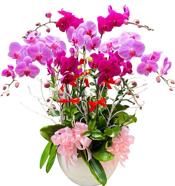 Premium Orchid Pot For Women's Day Vietnam