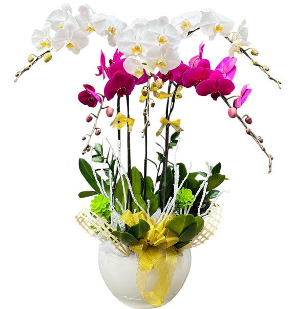 Prosperity Orchid Pot Tet Vietnam