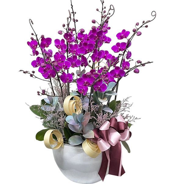 Purple Mini Moth Orchid Pot For Tet Vietnam