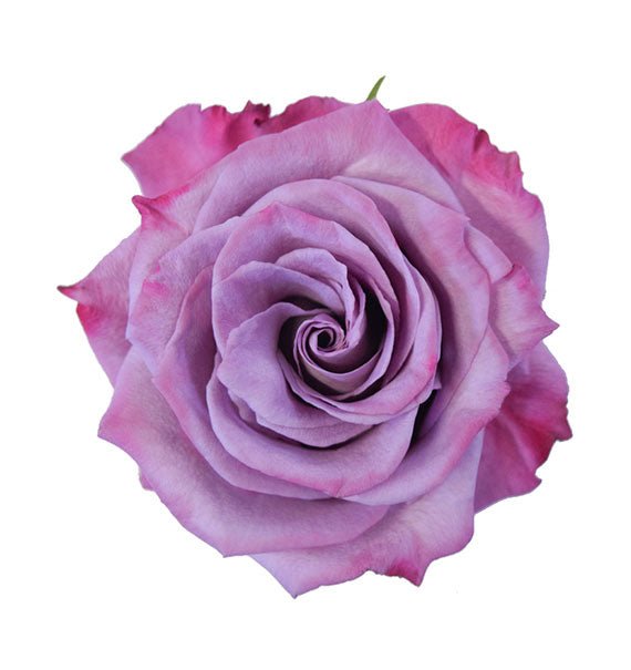 Purple Moody Blues Ecuador Rose Vietnam