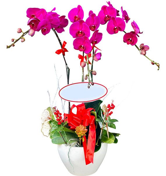 Purple Orchid Pot For Mothers Day Vietnam