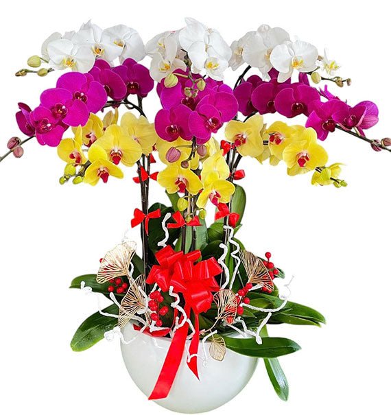 Radiant Orchid Wishes Tet Vietnam