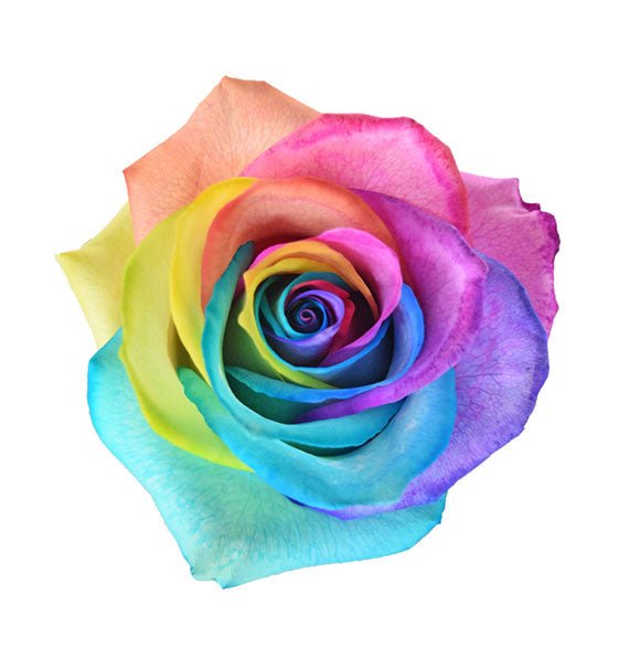 Rainbow Ecuador Rose Vietnam