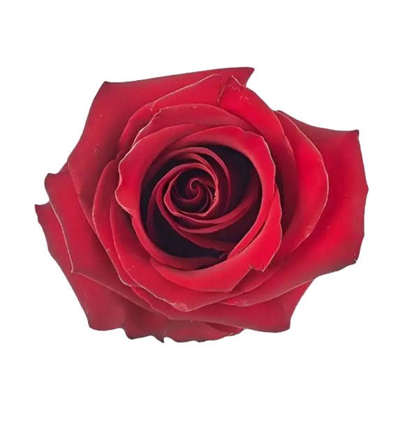 Red Explorer Ecuadorian Rose Vietnam