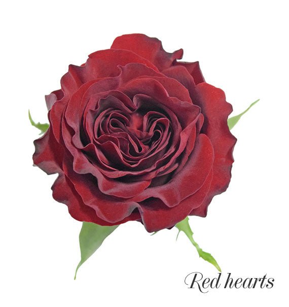 red hearts ecuadorian rose