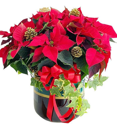 Red Poinsettia Christmas - HCM ONLY