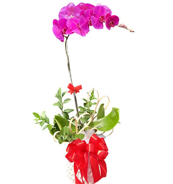 Single Purple Orchid Pot For Tet