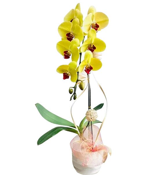 Single Yellow Orchid Pot For Tet Vietnam