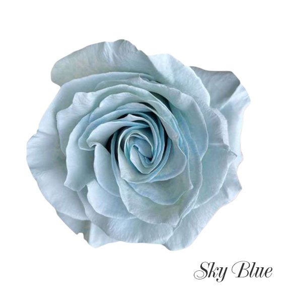 Sky Blue Ecuador Rose Vietnam