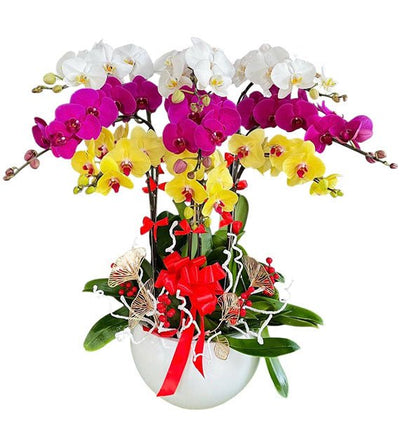 Special Potted Orchids