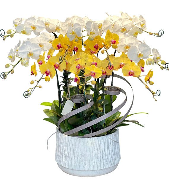 Spring Wealth Orchid Tet Vietnam