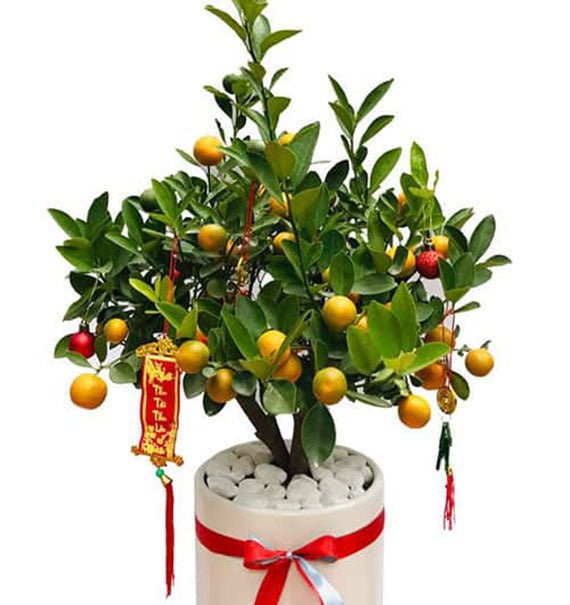 Tet Mini Kumquat Tree Pot Vietnam