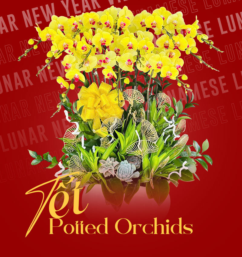 tet potted orchids vietnam 2026