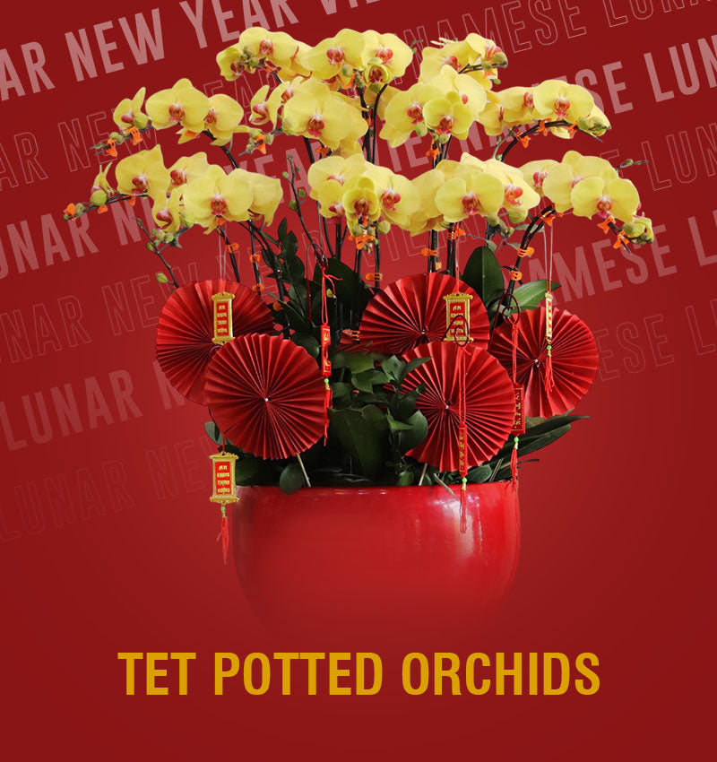 tet potted orchids vietnam banner