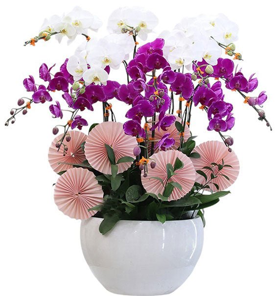 Wealth & Bloom Orchid Tet Vietnam