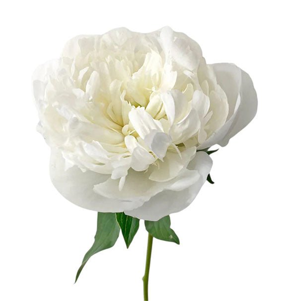 White Peony Vietnam