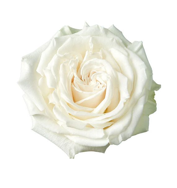 white playa blanca ecuadorian rose