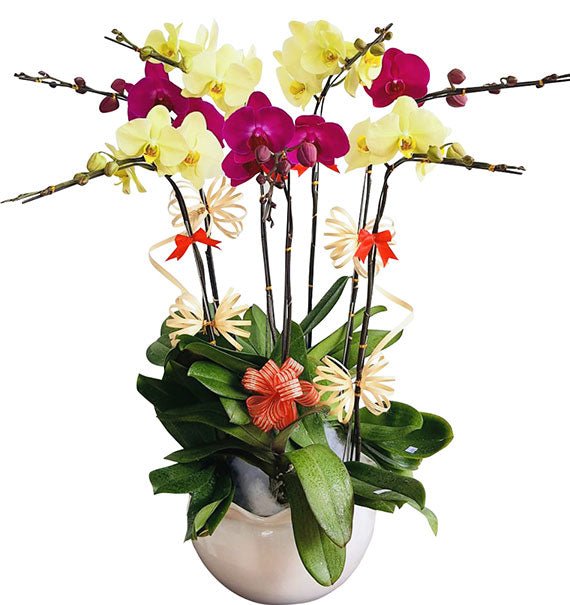 Women's Day Colorful Orchids In Pot Vietnam