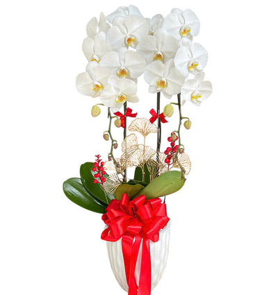 Women’s Day Orchid Plant