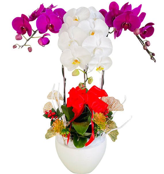 Womens Day Potted Orchids Vietnam