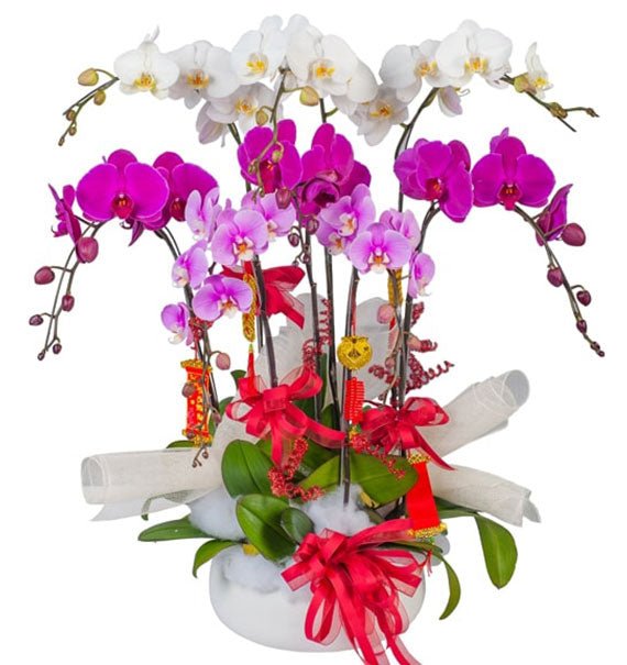 Year of Orchid Blessings Tet Vietnam