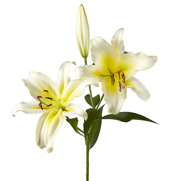 yellowand white bicolor lily