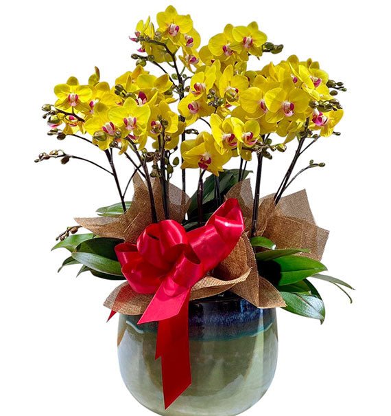 Yellow Mini Moth Orchid Pot For Tet Vietnam