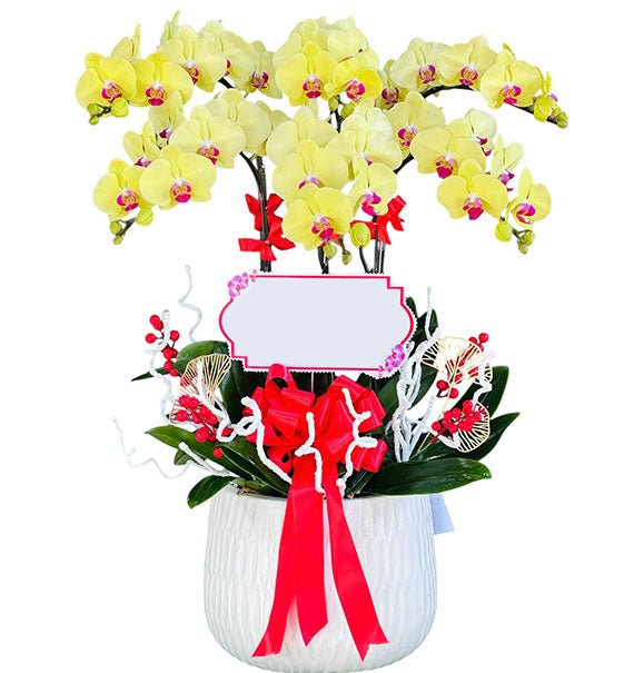 Yellow Orchid Plant For Womens Day Vietnam