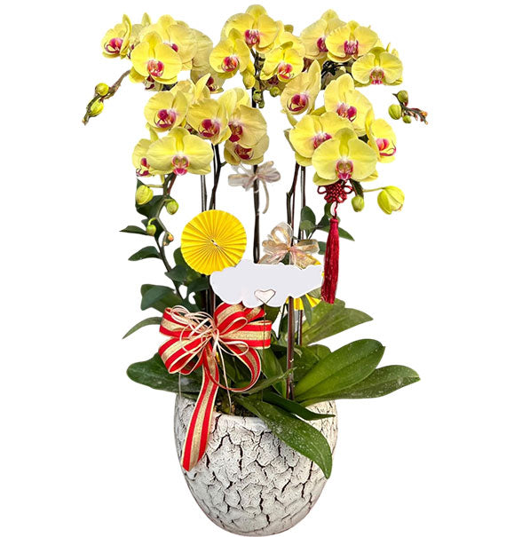 Yellow Orchid Plant Mothers Day Vietnam