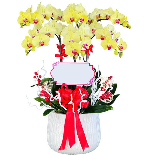 Yellow Orchid Plant Mothers Day Vietnam