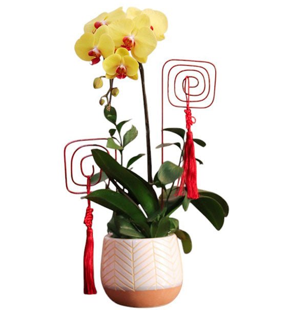 Yellow Orchid Pot For Mothers Day Vietnam