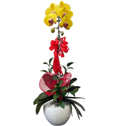 Yellow Orchid Pot For Mother’s Day