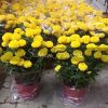 2 Pots of Marigold Flowers