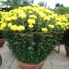 2 Pots Of Yellow Chrysanthemum