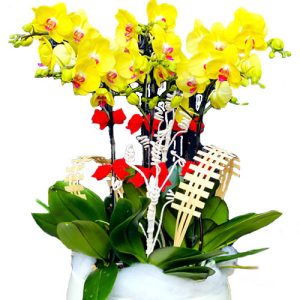 Potted-Yellow-Orchid-06-Branches